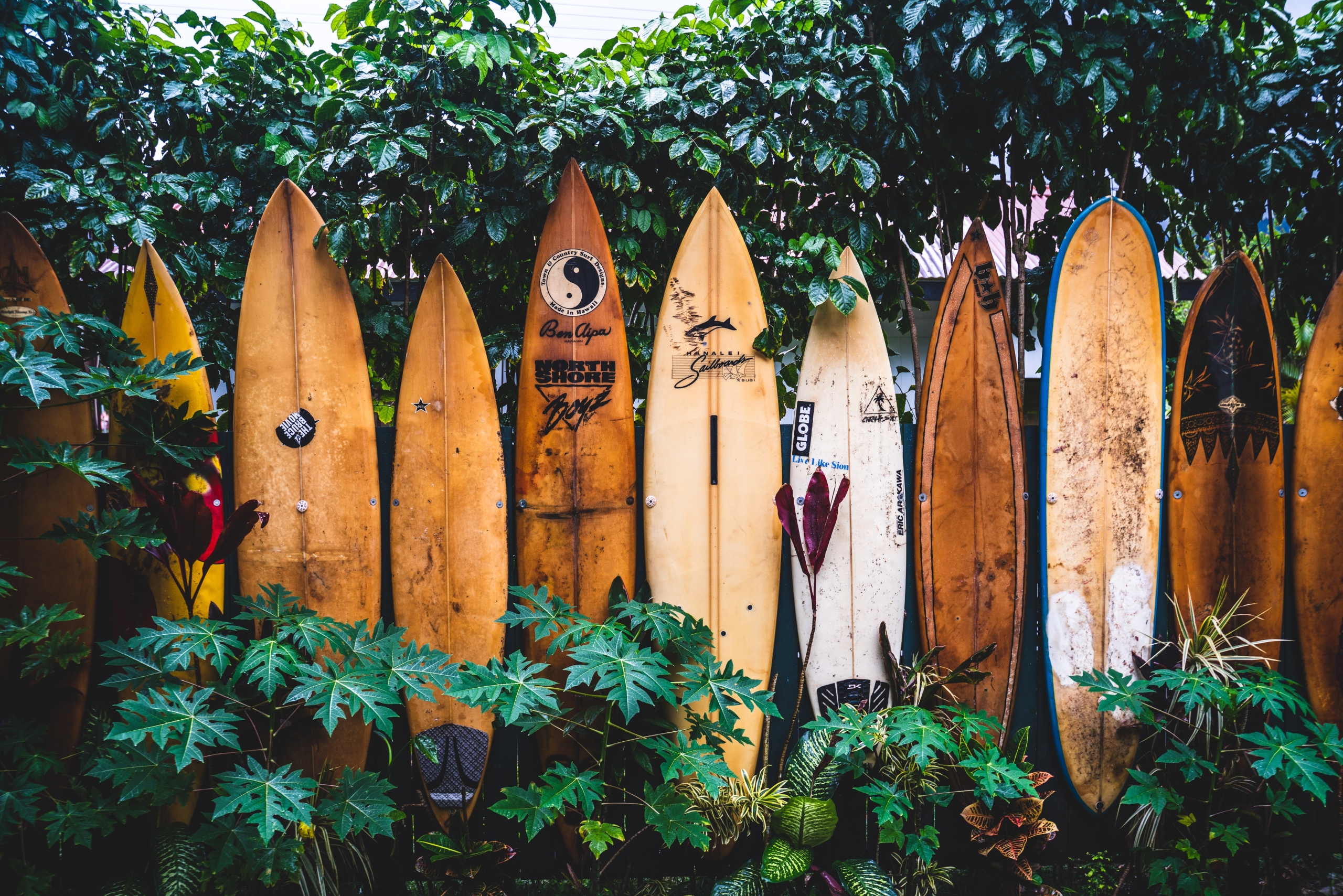 surf boards